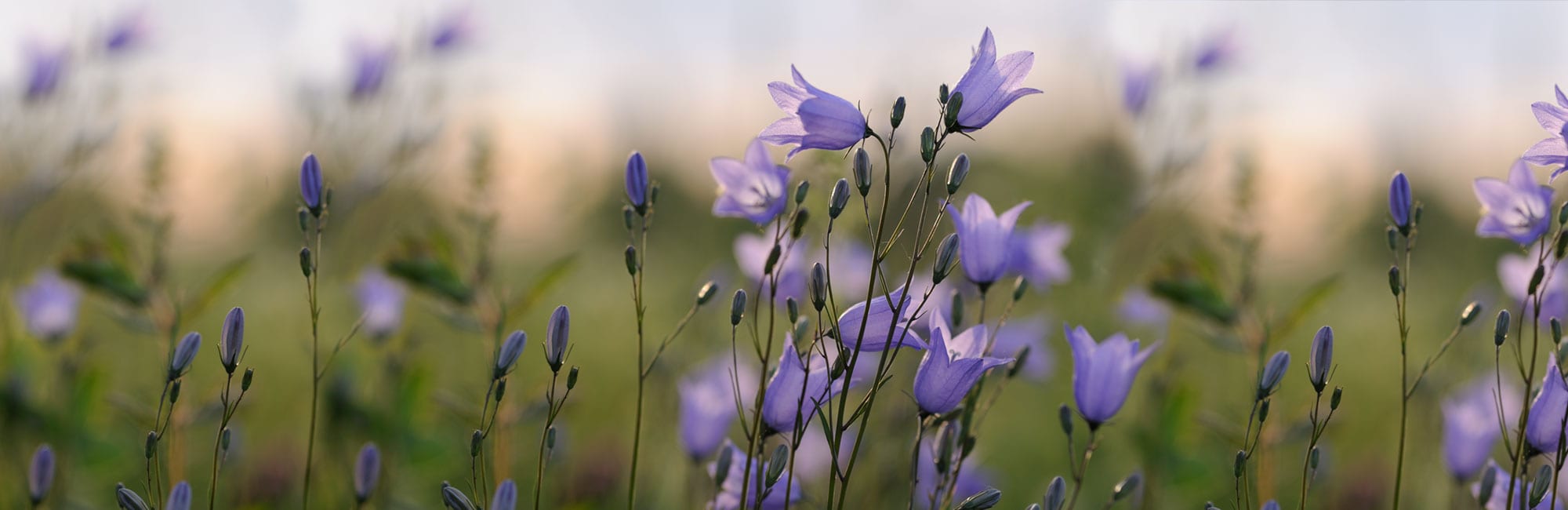 Gesundheit Natur - Olaf Rippe