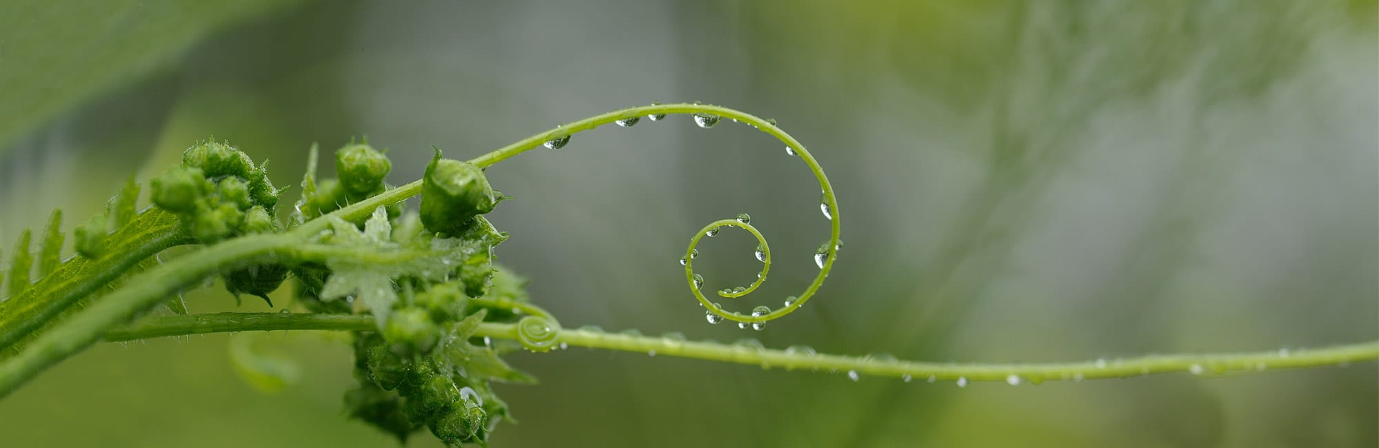 Zaunrübe - Olaf Rippe - Naturheilpraxis